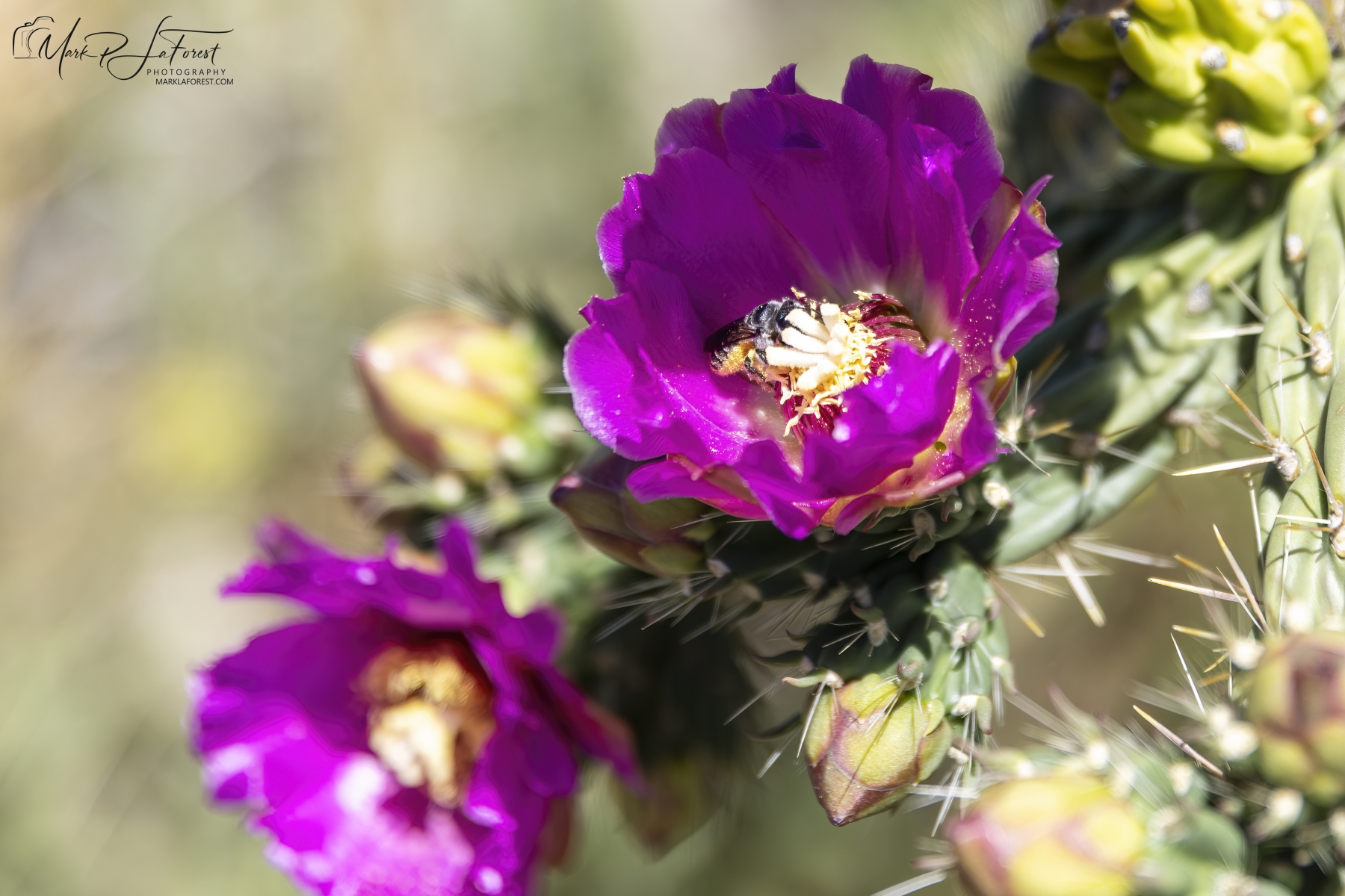 Cholla Cactus, Mesa Verde, Colorado